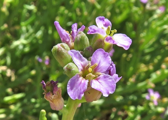 Australian Coastal Plants Brassicaceae